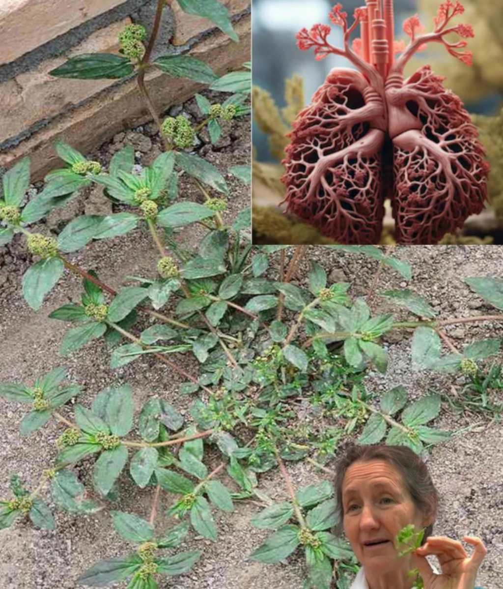 Euphorbia Hirta Asthma Plant Ancient Remedies And Modern 0 8 