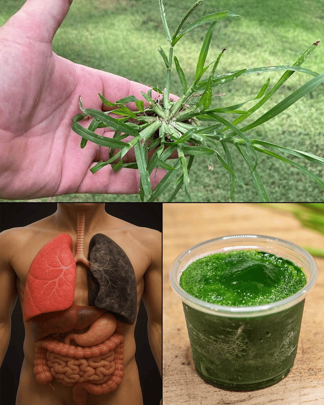 Goosegrass (Eleusine indica): 20 Powerful Benefits and How to Use It - News